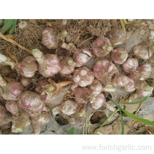 Jinxiang Best Quality Fresh Garlic 2019